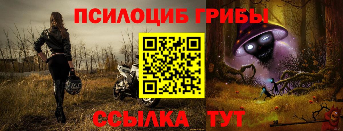 Губкин  Галлюциногенные грибы мицелий  Вход с VPN  Галлюциногенные грибы Psilocybine cubensis 